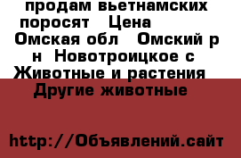 продам вьетнамских поросят › Цена ­ 3 000 - Омская обл., Омский р-н, Новотроицкое с. Животные и растения » Другие животные   